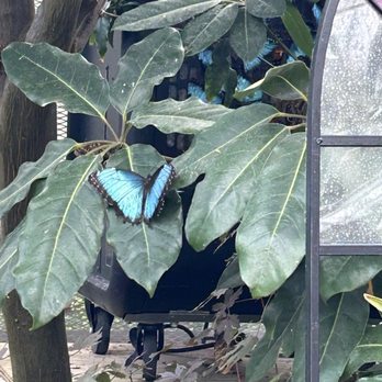 Butterfly Show at Krohn Conservatory - Local Flavor Near Me - Cincinnati, Ohio Butterfly Show at Krohn Conservatory - Local Flavor Near Me - Cincinnati, Ohio