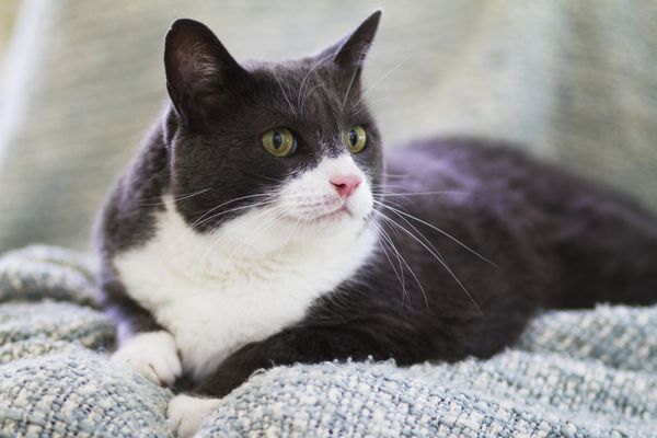 Irondequoit Animal Hospital