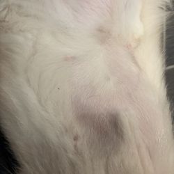 Barkwood Pet Resort - Accidentally shaved my dog