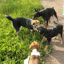 Blackwell Off-Leash Dog Area - Dogs meeting on the path