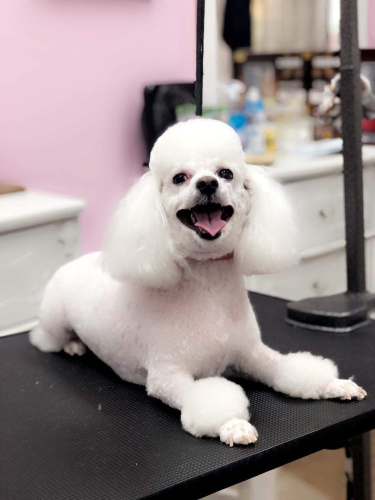 BROADWAY GROOMING Updated August 2024 182 Photos 5540 E Broadway