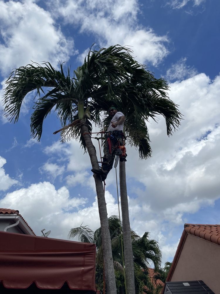 Daylight Home Services - tree service in Miami, FL