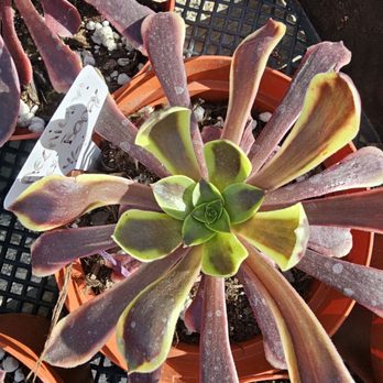Ecuagenera California - Aeonium Super Bang - Nurseries & Gardening Near Me - Bonsall, California Ecuagenera California - Aeonium Super Bang - Nurseries & Gardening Near Me - Bonsall, California
