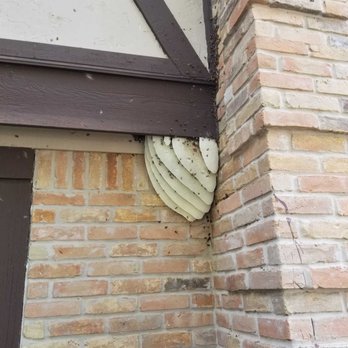 Bee Removal Specialist - The is a honey bee hive after we vacuumed them up using our bee vac. Dow we carefully remove the honey and eggs. - Pest Control Near Me