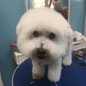 Canine Carousel Pet Salon - Preview pic texted by Lil. =) - Pet Groomers Near Me - Herndon, Virginia Canine Carousel Pet Salon - Preview pic texted by Lil. =) - Pet Groomers Near Me - Herndon, Virginia