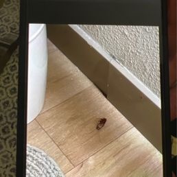 Cockroaches Cockroaches