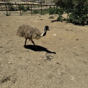 Ostrichland USA - An emu - Attraction Farms Near Me - Solvang, California Ostrichland USA - An emu - Attraction Farms Near Me - Solvang, California