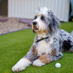 Cleaner Turf