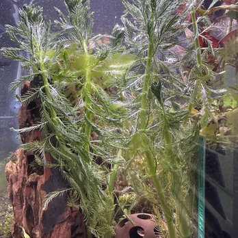 Tokyo Aquarium - Aquarium Services Near Me - Los Angeles, California