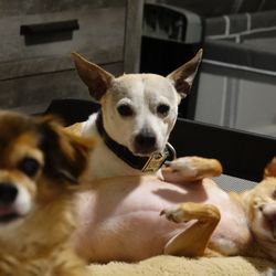 PDwalks - Romeo Bambi and Tiny silky brothers
