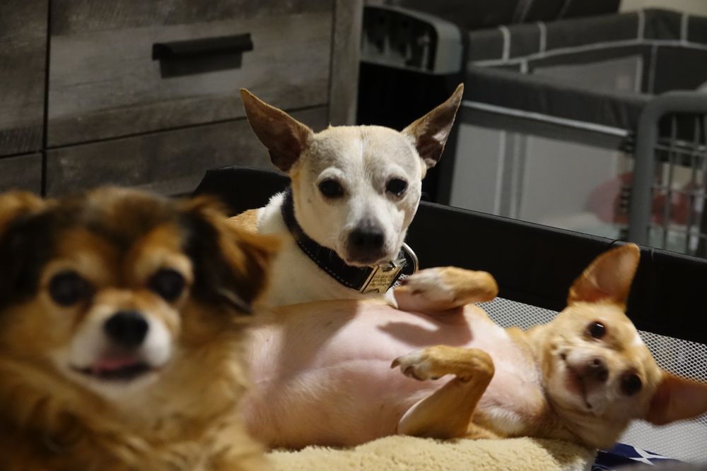 PDwalks - pet boarding facility in Houston, TX