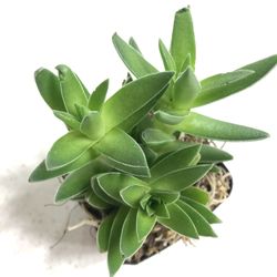 Fat Plants San Diego
