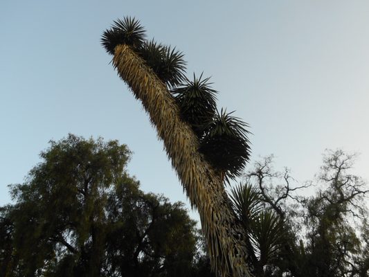 Parque de Santa Catarina by null