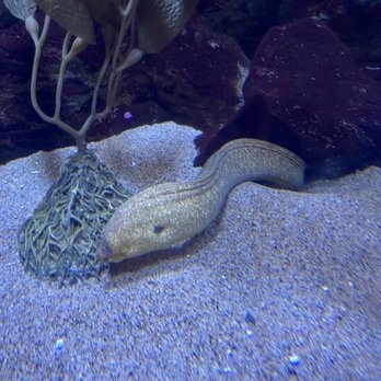 Oregon Coast Aquarium - Leopard eel - Aquariums Near Me - Newport, Oregon Oregon Coast Aquarium - Leopard eel - Aquariums Near Me - Newport, Oregon