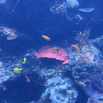 Georgia Aquarium - Aquariums Near Me - Atlanta, Georgia Georgia Aquarium - Aquariums Near Me - Atlanta, Georgia