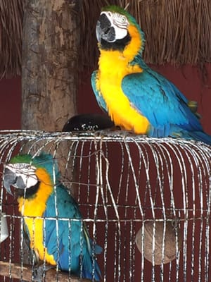 Paraiso de la Bonita, a Luxury Collection Resort, Riviera Maya, Adult All-Inclusive by null