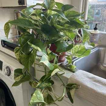 Planterday - 6" Pothos Marble Queen, XL - $35 6" Plastic Saucer Tray - $1 - Nurseries & Gardening Near Me - Oakland, California Planterday - 6" Pothos Marble Queen, XL - $35 6" Plastic Saucer Tray - $1 - Nurseries & Gardening Near Me - Oakland, California