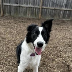 Prestige Kennel & Pet Services