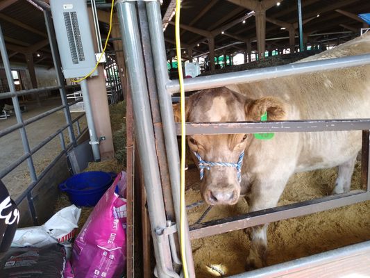 Colorado State Fairgrounds by null