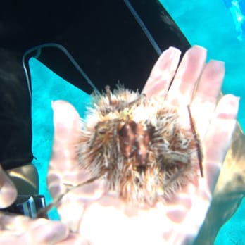 Aqua Action Dive Center - Sea urchin in turtle cove - Scuba Diving Near Me - St Thomas, Virgin Islands