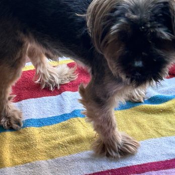 PetSmart Grooming - Levi on the beach - Pet Groomers Near Me - Stroudsburg, Pennsylvania