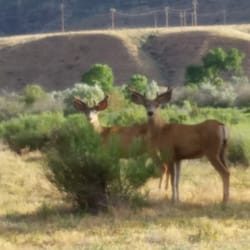 Adobe Creek National Golf Course - Beauty at Adobe