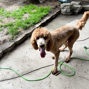 The Puppy Pad - To this "I'm furious" - Pet Groomers Near Me - Spokane, Washington