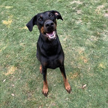 Elevated Canine Academy - Natasha Del Nemesis - Pet Training Near Me