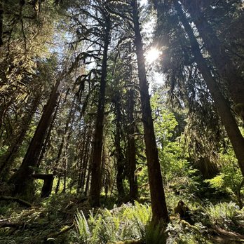 HOH RAINFOREST - Updated May 2025 - 635 Photos & 70 Reviews - 18113 ...
