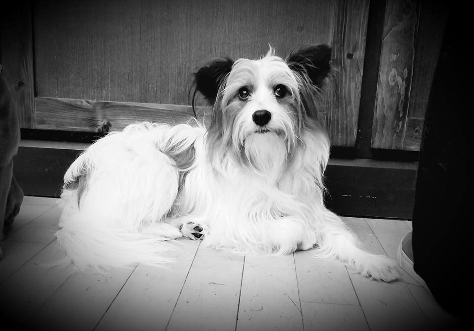 Femmes & Fidos - pet boarding facility in Newport News, VA