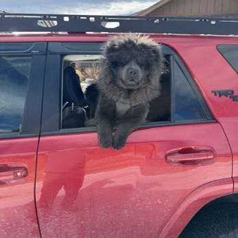 Dog Behaviorist Denver - Pet Training Near Me