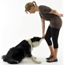 Cheshire Dog School