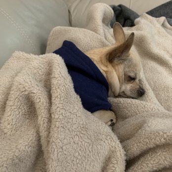 Open Arms Rescue - Hugo sleeping - Pet Services Near Me Open Arms Rescue - Hugo sleeping - Pet Services Near Me