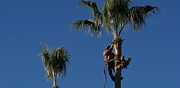 Sun Valley Tree Experts - tree service in Virginia Beach, VA