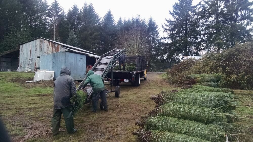 NOB HILL CHRISTMAS TREES 200 13th St, Oregon City, Oregon Christmas Trees Phone Number Yelp