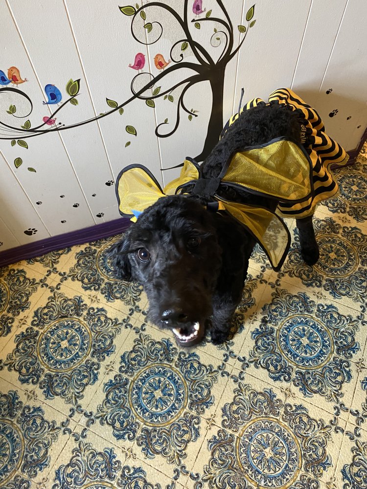 THE WILD HAIR DOG SALON Updated September 2024 27 Photos