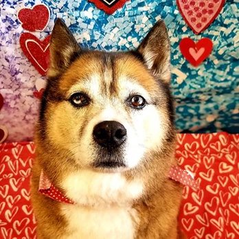 Cosmic Canines Pet Salon & Spa - Pet Groomers Near Me Cosmic Canines Pet Salon & Spa - Pet Groomers Near Me