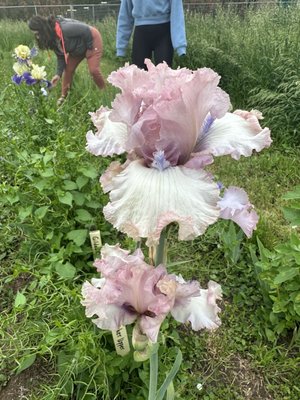 Long's Gardens by null