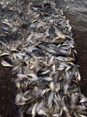 Wild Country Seafood by null