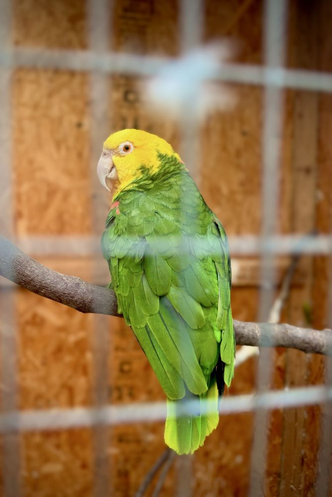 Whitfill Nursery gift card