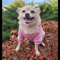 Idaho Humane Society - My dog, Roxie Royce Records.