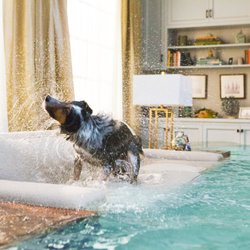 Jackie Rabenold Insurance - I turned the living room into a swimming pool! Your Welcome...