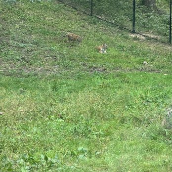 Minnesota Zoo - Baby Tiger Cubs - Zoos Near Me - Apple Valley, Minnesota Minnesota Zoo - Baby Tiger Cubs - Zoos Near Me - Apple Valley, Minnesota