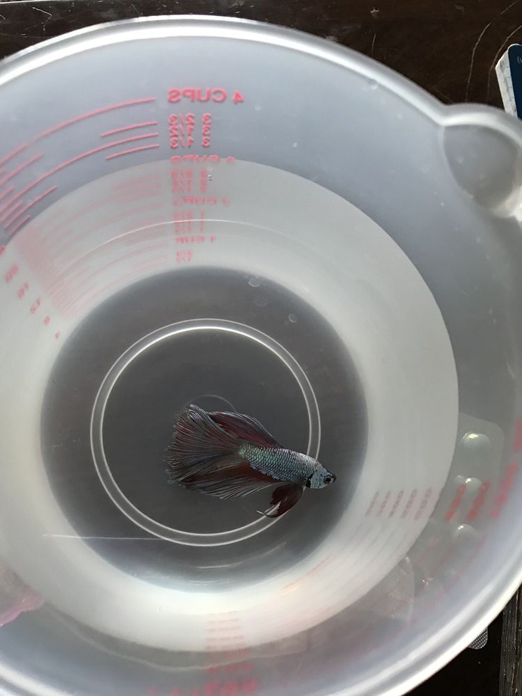 FISH PROS AQUARIUM CENTER 16 Photos Pet Stores 3201 Wolflin Ave