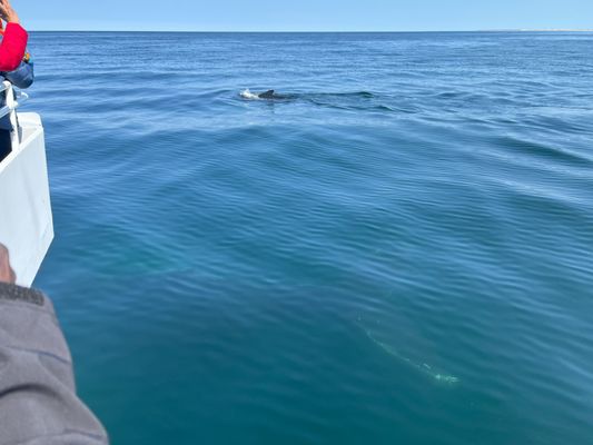 Ocean River Institute by null