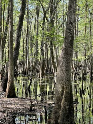 Manatee Springs by null