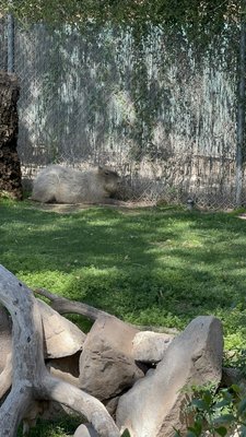 Reid Park Zoo by null