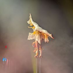 Circus Vargas