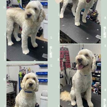 BuggaBear Pet Grooming - What some big PAWs you have - Pet Groomers Near Me - Brigham City, Utah BuggaBear Pet Grooming - What some big PAWs you have - Pet Groomers Near Me - Brigham City, Utah
