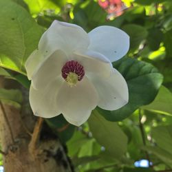 Whitney Gardens and Nursery